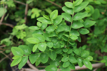 Close-up of vibrant green Moringa leaves, showcasing their delicate texture and rich hue. A beautiful example of nature's detail