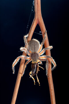 Close-up of a Brazilian wandering spider (Phoneutria fera) on a plant, Indonesia