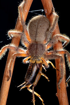 Close-up of a Brazilian wandering spider (Phoneutria fera) on a plant, Indonesia