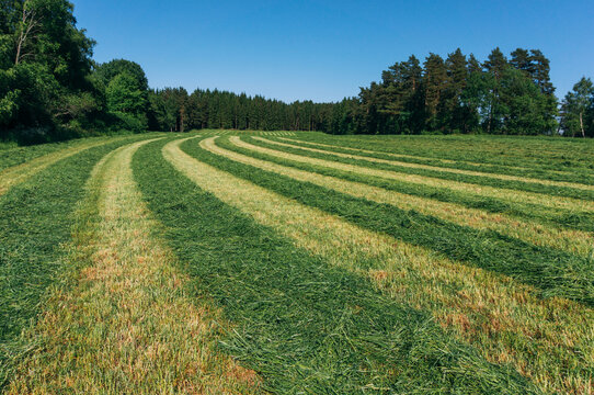 Cut grass in summer