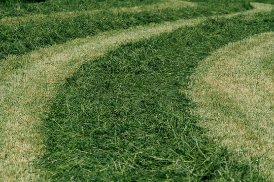 Fresh cut grass