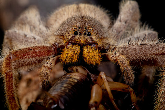 Full frame close-up of a Brazilian wandering spider (Phoneutria fera), Indonesia