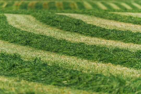 Mowed meadow during the day