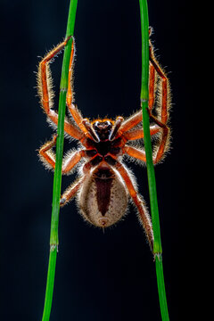Close-up of a Brazilian wandering spider (Phoneutria fera) on a plant, Indonesia