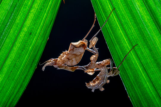 Close-up of a ghost mantis (Phyllocrania paradoxa) on a leaf, Indonesia