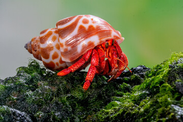 Close-up side view of a Hermit crab on a moss covered rock, Indonesia