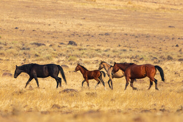 4 mustangs including a foal trotting in the Smoke Creek Desert in Lassen County California, USA.