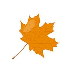 Maple Leaf , Autumn Isolated Vector Illustration