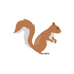 Squirrel , Autumn Isolated Vector Illustration