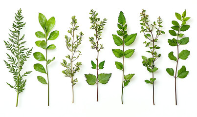 Wild plant stems featuring a mix of fresh green leaves and withered foliage