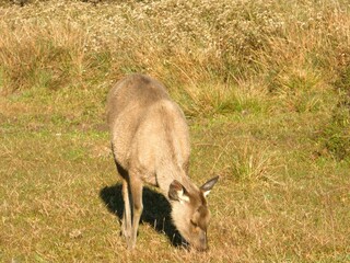 Sambar deer