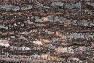 bark texture It is dark brown mixed with black.