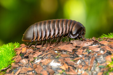 Close-up of a pill millipede (Glomeris marginata) on a branch, Indonesia