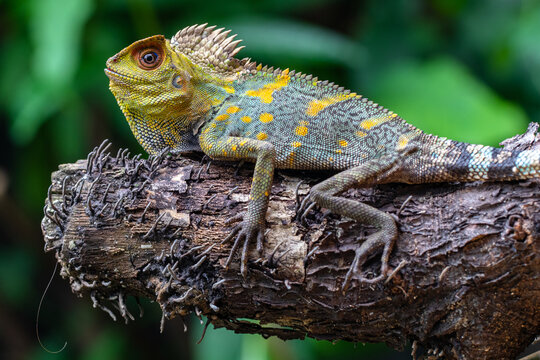 Close-up of a chameleon forest dragon (Gonocephalus chamaeleontinus) on a tree trunk in front of a green background, Indonesia