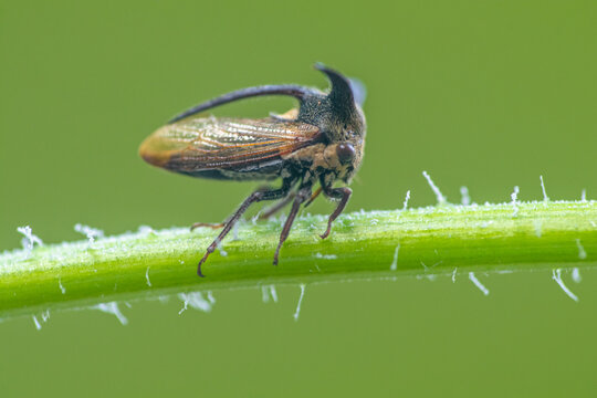 Close-up of a treehopper (Centrotus cornutus) on a plant stem, Indonesia