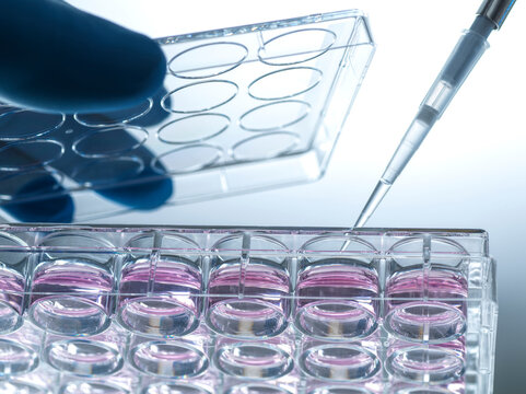 Pipetting cells into growth medium in a laboratory setting for biomedical research