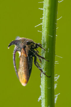 Close-up of a treehopper (Centrotus cornutus) on a plant stem, Indonesia