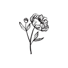 Peony flower design with leaves as tattoo, logo design, Clothes print in brush stroke texture. Hand drawn vector sketch illustration in vintage charcoal ink style. Floral shop, invitation, wedding. © Nataliya Pokrovska