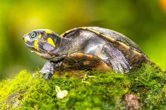 Close-up of a  yellow-spotted Amazon river turtle (Podocnemis unifilis) on a mossy rock, Indonesia