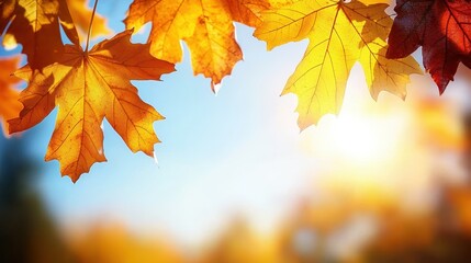 Golden Autumn Leaves Against a Bright Sky in Beautiful Nature Scene