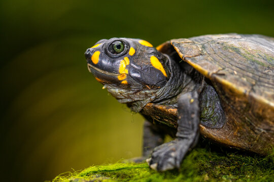 Close-up of a  yellow-spotted Amazon river turtle (Podocnemis unifilis) on a mossy rock, Indonesia