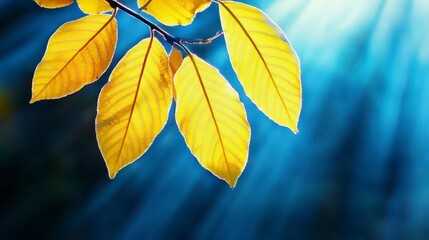 Obraz premium Close up of bright yellow autumn leaves on a branch, bathed in sunlight. Sunlight rays illuminate the leaves, creating a warm and vibrant fall scene
