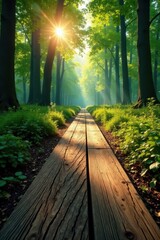 Sun-dappled forest floor, rustic wooden plank, ecology, woodland, texture