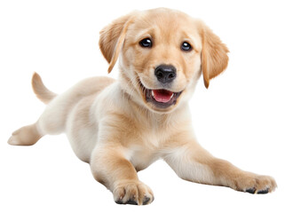 PNG Adorable golden retriever puppy smiling