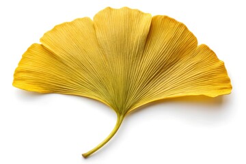 Intricately veined gingko leaf isolated on white background, gingko leaf, botanical, nature photograph, leafy greens, simplicity