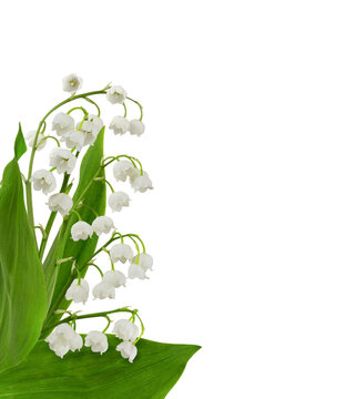 Fototapeta Lily of the valley flowers in a spring corner arrangement isolated on white or transparent background