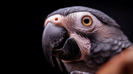 Fototapeta premium Close-up of a parrot's head showcasing its vibrant feathers and expressive features against a dark background