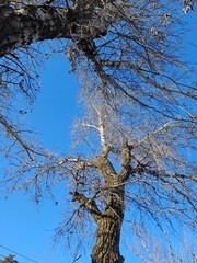 tree with blue sky