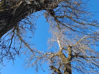tree branches against blue sky