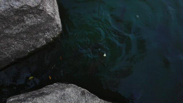 Many catfish opened their mouths, waiting for food from people. Catfish in the lake in the middle of the city