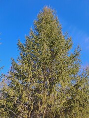 pine branches against blue sky