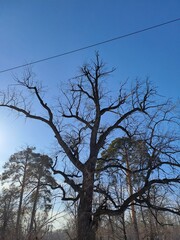tree in the sky