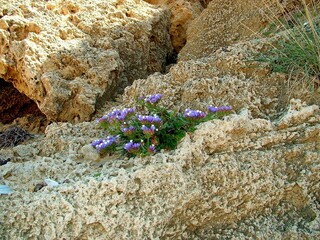 Small purple flowers growing among rocky terrain in an arid climate. This image symbolizes the resilience of nature and the ability of life to thrive even in harsh conditions.