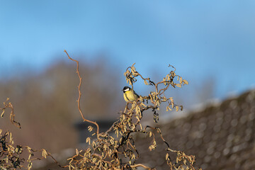 Great Tit on a branch