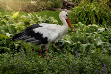 White stork walking among plants 