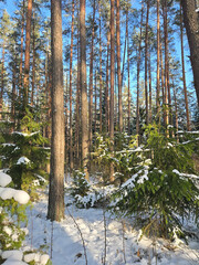 Snowy winter in a pine forest