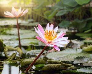 Pink and white water lilies on a pond in morning light
