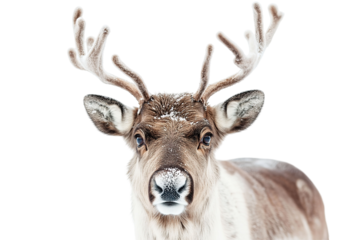 reindeer with antlers is walking across . ,on transparent background.