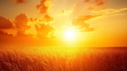 Fototapeta premium Sunset glow over wheat field serene landscape nature photography rural setting vibrant colors tranquil scene