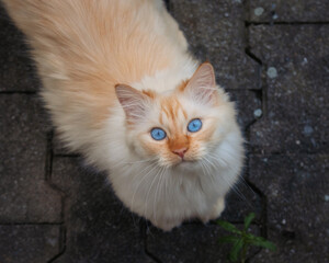 Fluffy cat looking up with big blue eyes