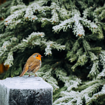 Close-up of a European Robin (Erithacus rubecula) Perched on a Frosty Post in a Snowy Winter Scene, Ireland
