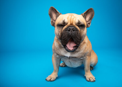 Close-up of a tan french bulldog sitting in front of a blue background yawning