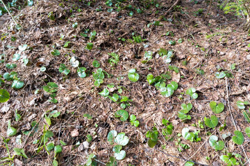 
a forest with many trees that are partly dead and partly green, with a clear sky in the background.