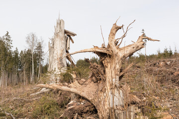 a dead tree in a wooded environment that has many branches and is covered with moss.