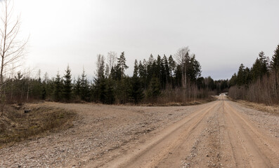 
a forest with many trees that are partly dead and partly green, with a clear sky in the background.