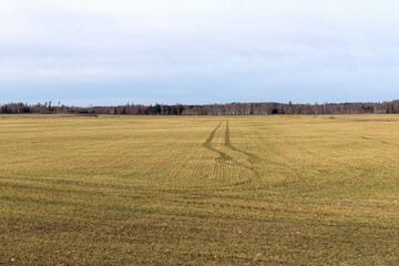 
a wide field of grass with car tire tracks stretching into the distance into the forest.